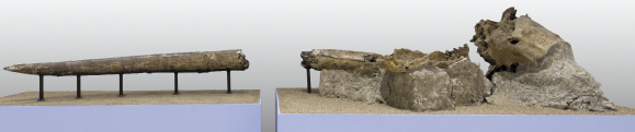 Resti fossili del cranio e della zanna dell’elefante antico